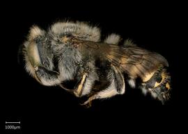   Anthidium collectum nbsp;male lateral habitus, photo: Tevan Brady 
